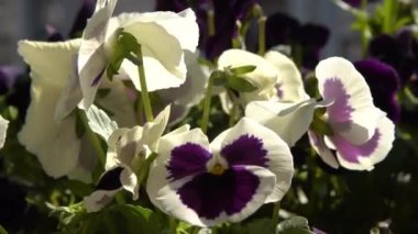 Beyaz mor ibneler rüzgarda sallanıyor. Bahçe arka planı. Balkonda bir saksıda nonoş Viola çiçeği yetiştir. Bahar geldi. Güneşli bir gün. Bahçıvanlık.