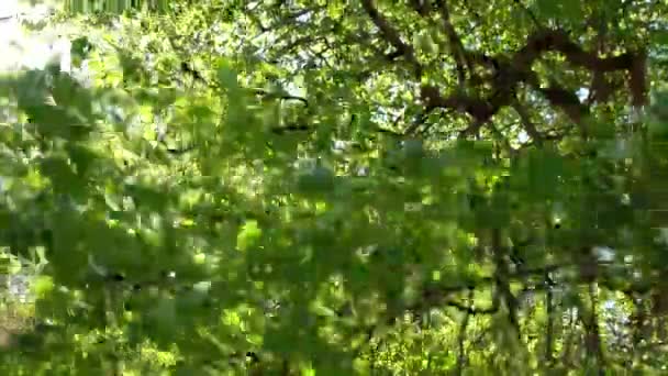 Zielone Liście Białe Jabłoń Kołysze Się Wietrze Wiosenny Ogród Kwitnący — Wideo stockowe