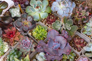 Farklı karışımlardan oluşan sulu bir üst görünüm. Bahçıvanlık. Haworthia ve Aloe, Crassula Sedum, Echeveria Kalanchoe. Mini çiçek yetiştir. Kaktüs evi yeşil sulu. Çiçekler arka plan Bitki tropikal dokusu
