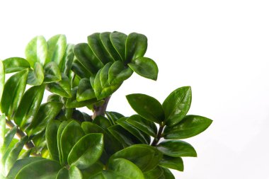 Mini Zamioculcas. Beyaz tencerede yeşil zamiifolia çiçeği. Bahçede çiçek yetiştir. Çiçekçilik. Yeşil yapraklar. Flora geçmişi. Zanzibar Mücevheri Ağaca hayırlı olsun. ZZ bitkisi, Zuzu bitkisi.