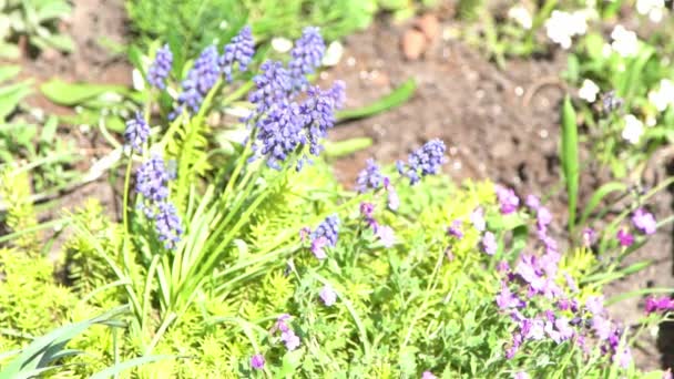 庭の花壇には青いムスカリの花 日中は明るい日差し 春の風 花弁が咲きます 夏に成長しなさい 庭の背景 — ストック動画