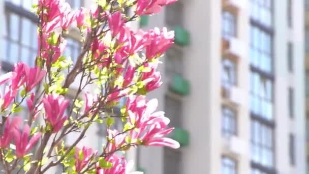 Magnólia Florescente Primavera Flores Cor Rosa Árvore Fundo Floral Bud — Vídeo de Stock