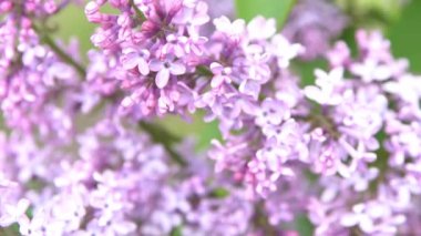 Leylak çiçeği dalı. Çiçekli arka plan, doğal bahar. Çiçekli leylak çiçeği tomurcuğu. Bahar zamanı rengi. Güzel mor yaprak bitkisi. Botanik bitki havası Yaz bahçesi Pembe Liliak rüzgarı sallanıyor