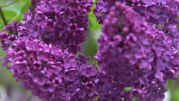 丁香花分枝 植物背景天然的春天 开花的紫丁香花蕾 春天的颜色 美丽的紫色花瓣植物 植物植物区系审美情调夏季花园粉红百合风摇曳 — 图库视频影像