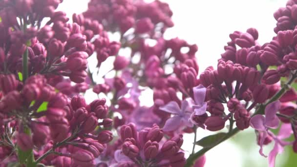 Rama Flores Lila Fondo Floral Primavera Natural Brote Flor Lila — Vídeos de Stock