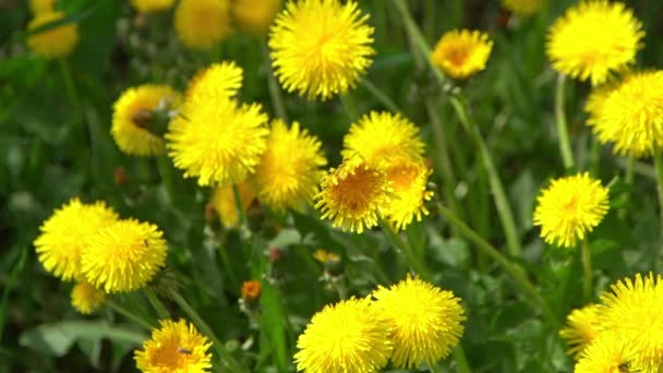 Κίτρινα Λουλούδια Πικραλίδες Ένα Πράσινο Λιβάδι Την Άνοιξη Λουλούδι Πικραλίδας — Αρχείο Βίντεο
