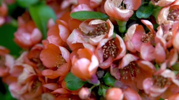Květiny Japonského Quince Chaenomeles Japonica Bush Kvetoucí Ovocná Rostlina Zahradě — Stock video