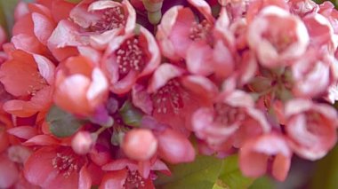 Japon ayva çiçekleri. Chaenomeles japonica çalısı. Bahçede çiçek açan meyve bitkisi. Yeşil yapraklı bir dalda kırmızı-pembe çiçek. Çiçek tomurcuğu. Cydonia çiçek açıyor. Maule ayva yetiştirir..