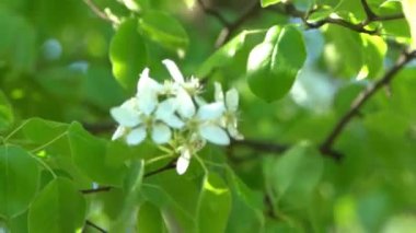 Yeşil yapraklar. Rüzgarda sallanan beyaz elma ağacı çiçekleri. Bahar çiçeği bahçesi. Çiçek doğal bir geçmişi var. Gün ışığında narin çiçekler. Bulanık bokeh doğa. Çiçek tomurcuğu Yaprak yakın çekim