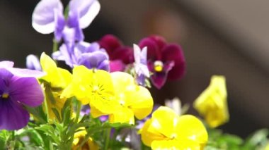 Sarı mor ibneler rüzgarda sallanıyor. Güneşli bir gün. Bahçe arka planı. İbne bir Viola çiçeği yetiştir. Çiçek açan bahar. Bahçıvanlık. Bitki bilimi. Çiçek açan ruh hali. Güzel estetik yaprak bitkisi