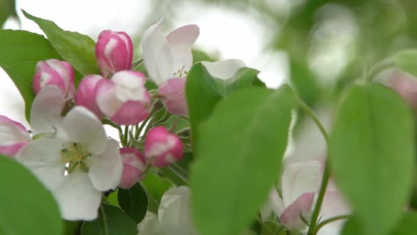 Groene Bladeren Witte Roze Appelboom Bloeit Wind Voorjaarstuin Bloemen Natuurlijke — Stockvideo