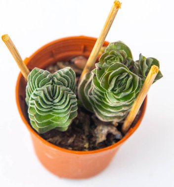 Crassula Buda Tapınağı saksıdaki çiçekleri sulandırır. Kaktüs ev pembe menekşe sulu. Beyaz arka planda mini yeşil çiçekler. Bitki tropikal dokusu.