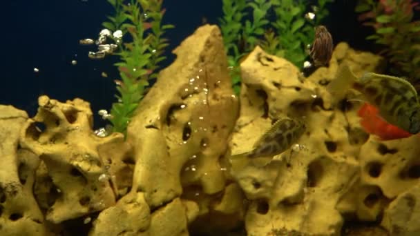 Kolorowe Ryby Akwarium Krajowe Ryby Pływają Zwierzątko Podwodny Świat Domu — Wideo stockowe