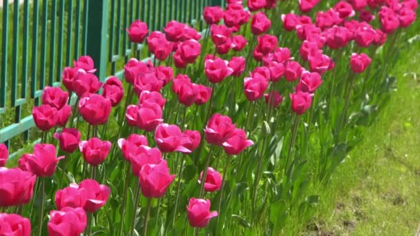 春にピンクのチューリップが咲く チューリップの花の性質 花の背景 植物園 開花芽 気分が開花 美しい審美的な花弁の植物 風の揺れ 晴れた日 — ストック動画