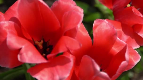 Rote Tulpen Blühen Frühling Blur Bokeh Tulpenblütennatur Floraler Hintergrund Botanischer — Stockvideo