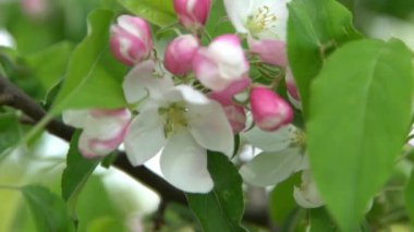 Yeşil yapraklar. Beyaz, pembe elma ağacı rüzgarda sallanıyor. Bahar çiçeği bahçesi. Çiçek doğal bir geçmişi var. Elma ağacı çiçekleri yavaş çekimde. Bulanık bokeh doğa. Çiçek tomurcuğu Yaprak estetiği