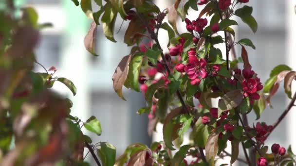 Zielone Liście Czerwony Różowy Jabłoń Kołysze Się Wietrze Wiosenny Ogród — Wideo stockowe