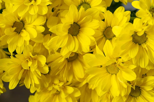 Żółte Kwiaty Chryzantemy Kwiat Bliska Kwiaty Kwiatowe Tło — Zdjęcie stockowe