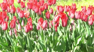 Kırmızı laleler baharda çiçek açar. Görüntü bokeh. Lale çiçeği doğası. Çiçek arkaplan. Botanik bahçesi. Çiçek tomurcukları. Çiçek açan ruh hali. Güzel estetik yaprak bitkisi. Rüzgarın sallanması. Güneşli bir gün.