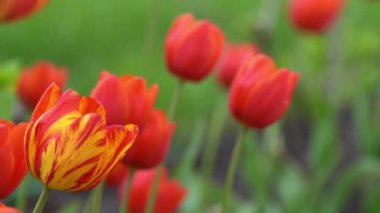 Kırmızı laleler baharda çiçek açar. Görüntü bokeh. Lale çiçeği doğası. Çiçek arkaplan. Botanik bahçesi. Çiçek tomurcukları. Çiçek açan ruh hali. Güzel estetik yaprak bitkisi. Rüzgarın sallanması. Güneşli bir gün.