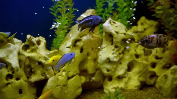 Poissons Colorés Dans Aquarium Poisson Domestique Nage Animal Monde Sous — Video