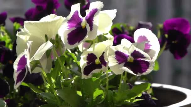 Les Culottes Violettes Blanches Balancent Dans Vent Fond Jardin Faites — Video