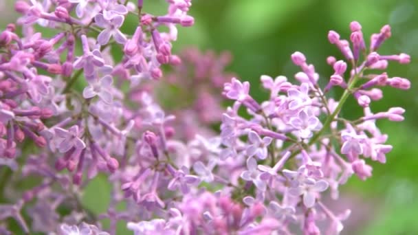Lilac Bloemen Tak Bloemen Achtergrond Natuurlijke Lente Bloeiend Lila Bloemknop — Stockvideo