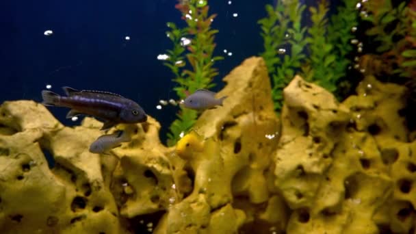 Akvaryumdaki Renkli Balıklar Evcil Balıklar Yüzer Evcil Hayvan Evdeki Sualtı — Stok video