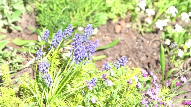 Blue Muscari Flowers Flower Bed Garden Bright Sunlight Day Spring — Stock Video