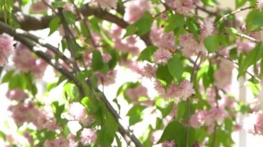 Kiraz çiçeği bulanıklığı. Bahar zamanı pembe çiçekler. Gün ışığında ağaç bahçesi. Çiçek doğal bir geçmişi var. Çiçek tomurcuğu. Güzel, nazik bir ruh hali. Hafif nötr. Doğada çiçek açan Botanik bitki örtüsü