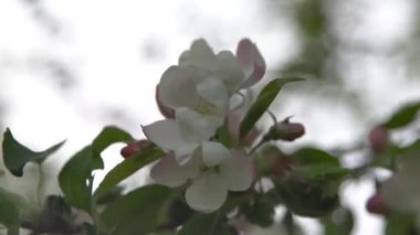 Beyaz, pembe elma ağacı rüzgarda sallanıyor. Bahar çiçeği bahçesi. Çiçek doğal bir geçmişi var. Elma ağacı çiçekleri yavaş çekimde bırakır. Bulanık bokeh doğa. Çiçek tomurcuğu Yaprak estetiği