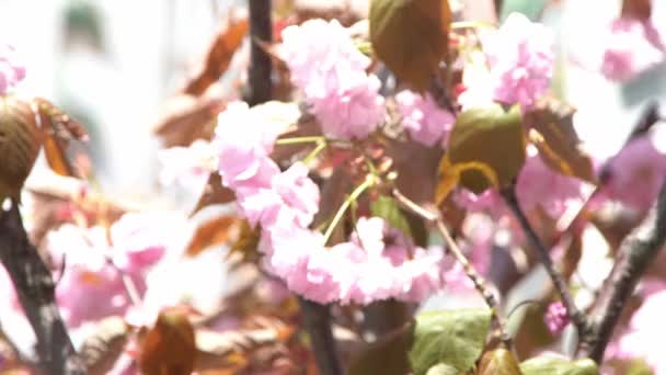 樱花模糊 春天里的粉红花 阳光下的花园 植物的自然背景 花瓣花蕾花 美丽的温和的心情 轻中性极小 自然开花植物区系 — 图库视频影像
