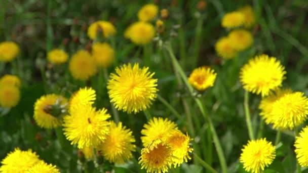 春に緑の草原に黄色の花のタンポポ 風の中でタンポポの花 自然を背景に 日光の中で芽 花びら 植物の美しさ 花が咲く 野生植物 開花気分 — ストック動画