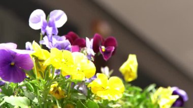Sarı mor ibneler rüzgarda sallanıyor. Güneşli bir gün. Bahçe arka planı. İbne bir Viola çiçeği yetiştir. Çiçek açan bahar. Bahçıvanlık. Bitki bilimi. Çiçek açan ruh hali. Güzel estetik yaprak bitkisi