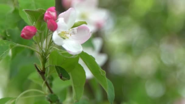 Зеленые Листья Белый Розовый Цвет Яблони Раскачивается Ветру Весенний Цветочный — стоковое видео
