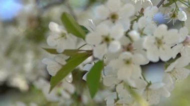 Beyaz kiraz çiçekleri rüzgarda sallanıyor. Bahar çiçekli meyve ağacı bahçesi. Çiçek doğal bir geçmişi var. Gün ışığında narin çiçekler. Bulanık bokeh doğa. Çiçek tomurcuğu Yaprak yakın çekim. Estetik