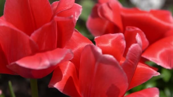 红色的郁金香在春天开花 模糊的Bokeh 郁金香花的本质 植物的背景 植物园 开朗的心情美丽的花瓣植物 风儿摇曳着 阳光灿烂 — 图库视频影像