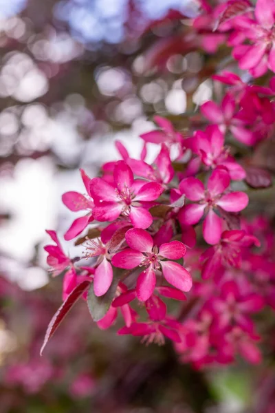 stock image Red pink appletree blossoms. Spring flowering garden. Floral natural background. Apple Crab tree flowers slow motion. Blur bokeh nature. Flower bloom bud Leaf aesthetic. Plum