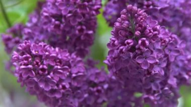 Leylak çiçeği dalı. Çiçekli arka plan, doğal bahar. Çiçekli leylak çiçeği tomurcuğu. Bahar zamanı rengi. Güzel mor yaprak bitkisi. Botanik bitki havası Yaz bahçesi Pembe Liliak rüzgarı sallanıyor