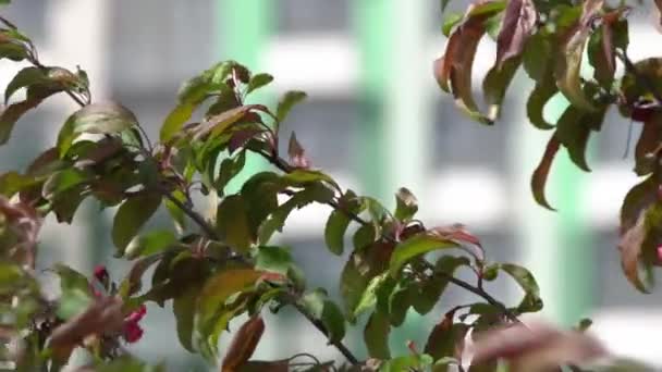 Zielone Liście Czerwony Różowy Jabłoń Kołysze Się Wietrze Wiosenny Ogród — Wideo stockowe