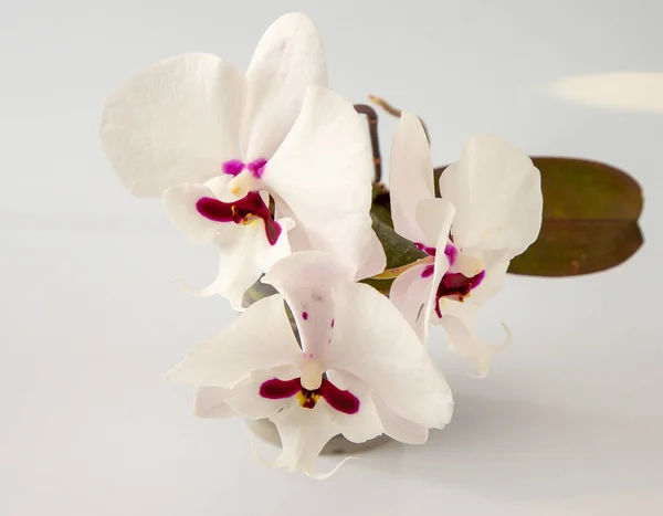 Orquídeas Branco Rosa Botões Multicoloridos Fundo Orquídea Phalaenopsis Big Lip — Fotografia de Stock