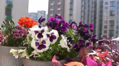 Beyaz ve mor hanım evlatları rüzgarda sallanıyor. Bahçe arka planı. Balkonda bir saksıda nonoş Viola çiçeği yetiştir. Bahar geldi. Güneşli bir gün. Bahçıvanlık. Çiçek tomurcuğu. Tomurcuklar yakın çekim