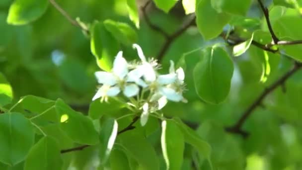 Green Leaves White Appletree Blossoms Sway Wind Spring Flowering Garden — Stock Video
