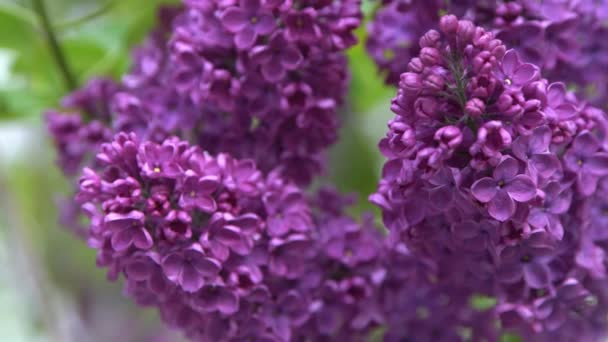 Gałąź Kwiatów Lilii Kwiatowe Tło Naturalne Wiosna Kwitnący Liliowy Pączek — Wideo stockowe