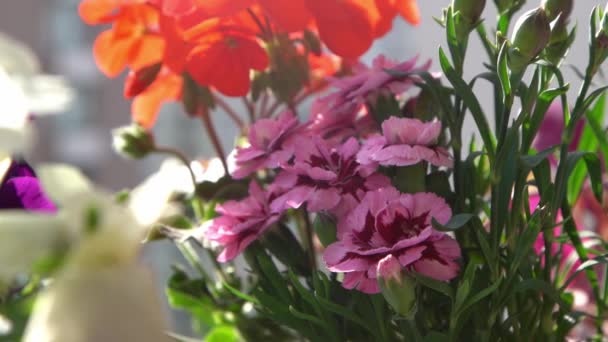 Arbusto Claveles Rosados Arreglo Floral Floración Primavera Verano Clavel Brote — Vídeos de Stock