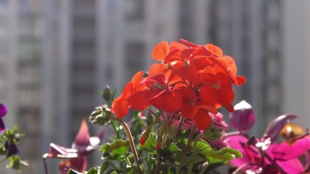 Κόκκινο Λουλούδι Pelargonium Ταλάντευση Στον Άνεμο Κήπος Φόντο Καλλιεργήστε Λουλούδια — Αρχείο Βίντεο