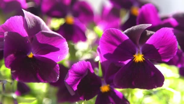 紫色のパンジーが風に揺れる 庭の背景 バルコニーの鍋でパンジーヴィオラの花を育てます 晴れた日の自然 — ストック動画