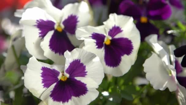 白と紫のパンジーが風に揺れる 庭の背景 バルコニーの鍋でパンジーヴィオラの花を育てます 晴れた日の自然 ガーデニング 植物芽の花 近くにバズが — ストック動画