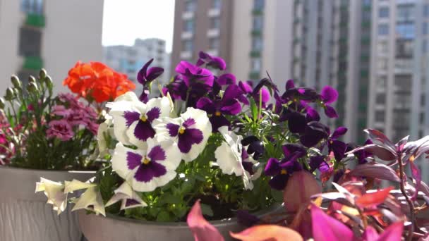 Les Culottes Blanches Violettes Balancent Dans Vent Fond Jardin Faites — Video