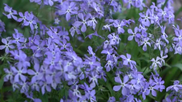 素晴らしいブルーダークセンター 青いフロックスの花 夏の庭の花の背景 花壇には花びらのつぼみの花束 花の花弁の性質 審美的な植物 — ストック動画